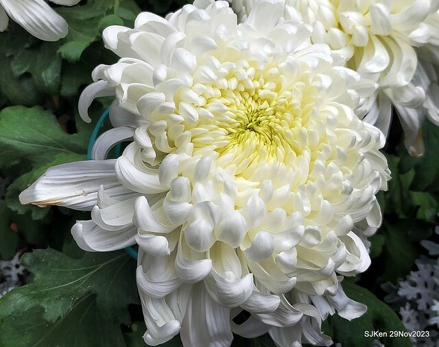 「2023士林官邸菊展 」(Shlin Residence Chryanthemum Festival ) series 7-1 , the exhibition is from Nov 24 to Dec 10, 2023 at Taipei, Taiwan.