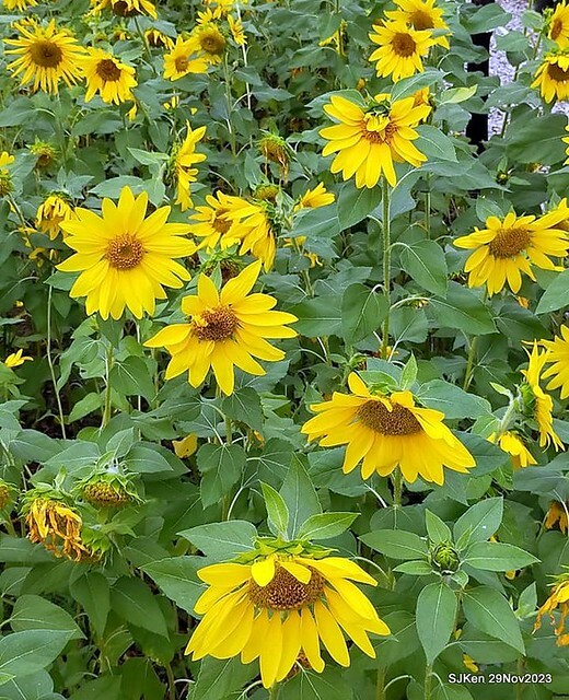 「2023士林官邸菊展 」(Shlin Residence Chryanthemum Festival ) series 7-1 , the exhibition is from Nov 24 to Dec 10, 2023 at Taipei, Taiwan.