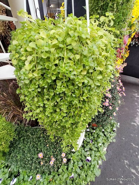 「2023士林官邸菊展 」(Shlin Residence Chryanthemum Festival ) series 7-2 , the exhibition is from Nov 24 to Dec 10, 2023 at Taipei, Taiwan.