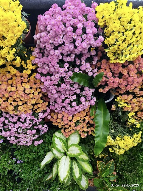 「2023士林官邸菊展 」(Shlin Residence Chryanthemum Festival ) series 7-2 , the exhibition is from Nov 24 to Dec 10, 2023 at Taipei, Taiwan.