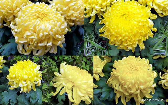 「2023士林官邸菊展 」(Shlin Residence Chryanthemum Festival ) series 7-1 , the exhibition is from Nov 24 to Dec 10, 2023 at Taipei, Taiwan.