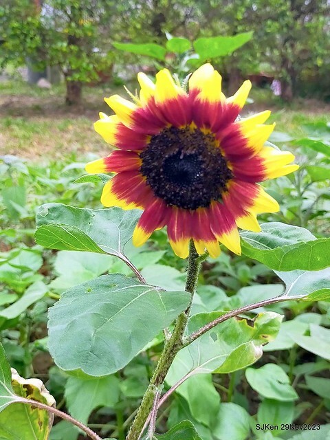 「2023士林官邸菊展 」(Shlin Residence Chryanthemum Festival ) series 7-1 , the exhibition is from Nov 24 to Dec 10, 2023 at Taipei, Taiwan.