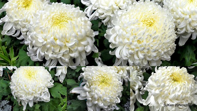 「2023士林官邸菊展 」(Shlin Residence Chryanthemum Festival ) series 7-1 , the exhibition is from Nov 24 to Dec 10, 2023 at Taipei, Taiwan.