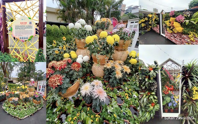 「2023士林官邸菊展 」(Shlin Residence Chryanthemum Festival ) series 7-2 , the exhibition is from Nov 24 to Dec 10, 2023 at Taipei, Taiwan.