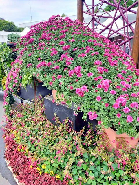 「2023士林官邸菊展 」(Shlin Residence Chryanthemum Festival ) series 7-2 , the exhibition is from Nov 24 to Dec 10, 2023 at Taipei, Taiwan.