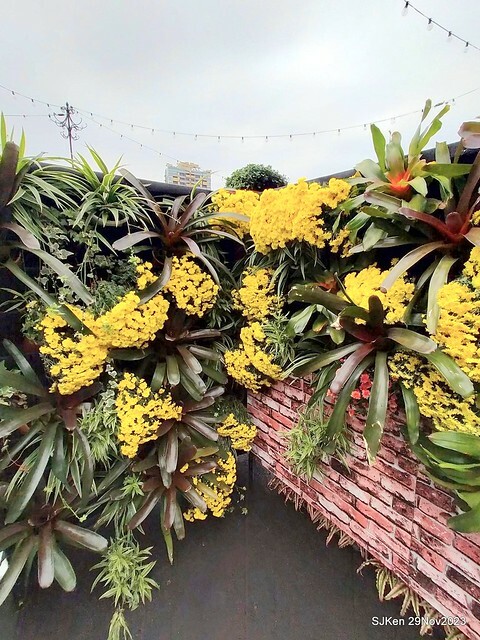 「2023士林官邸菊展 」(Shlin Residence Chryanthemum Festival ) series 7-2 , the exhibition is from Nov 24 to Dec 10, 2023 at Taipei, Taiwan.