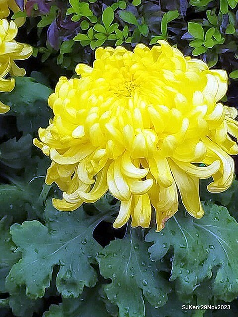 「2023士林官邸菊展 」(Shlin Residence Chryanthemum Festival ) series 7-1 , the exhibition is from Nov 24 to Dec 10, 2023 at Taipei, Taiwan.