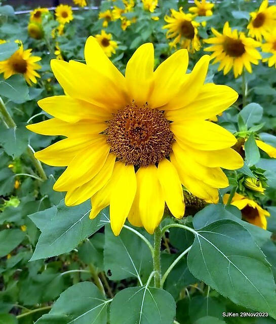 「2023士林官邸菊展 」(Shlin Residence Chryanthemum Festival ) series 7-1 , the exhibition is from Nov 24 to Dec 10, 2023 at Taipei, Taiwan.