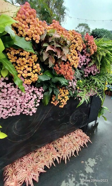 「2023士林官邸菊展 」(Shlin Residence Chryanthemum Festival ) series 7-2 , the exhibition is from Nov 24 to Dec 10, 2023 at Taipei, Taiwan.