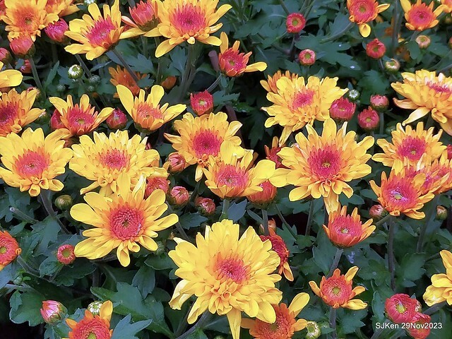 「2023士林官邸菊展 」(Shlin Residence Chryanthemum Festival ) series 7-2 , the exhibition is from Nov 24 to Dec 10, 2023 at Taipei, Taiwan.