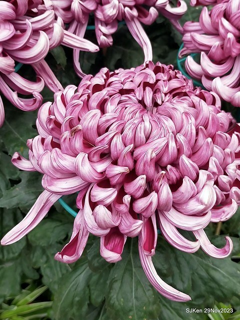 「2023士林官邸菊展 」(Shlin Residence Chryanthemum Festival ) series 7-1 , the exhibition is from Nov 24 to Dec 10, 2023 at Taipei, Taiwan.