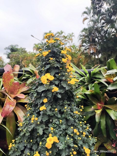 「2023士林官邸菊展 」(Shlin Residence Chryanthemum Festival ) series 7-2 , the exhibition is from Nov 24 to Dec 10, 2023 at Taipei, Taiwan.