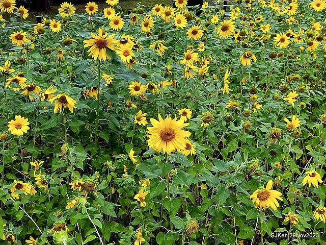 「2023士林官邸菊展 」(Shlin Residence Chryanthemum Festival ) series 7-1 , the exhibition is from Nov 24 to Dec 10, 2023 at Taipei, Taiwan.