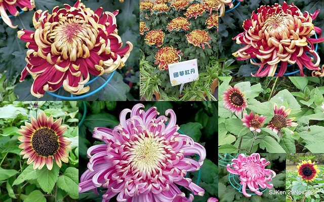 「2023士林官邸菊展 」(Shlin Residence Chryanthemum Festival ) series 7-1 , the exhibition is from Nov 24 to Dec 10, 2023 at Taipei, Taiwan.