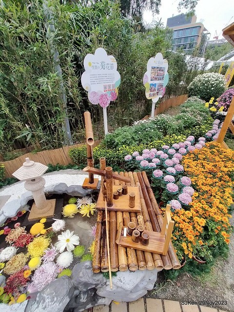 「2023士林官邸菊展 」(Shlin Residence Chryanthemum Festival ) series 7-2 , the exhibition is from Nov 24 to Dec 10, 2023 at Taipei, Taiwan.