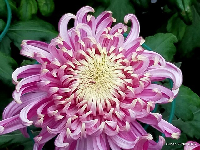 「2023士林官邸菊展 」(Shlin Residence Chryanthemum Festival ) series 7-1 , the exhibition is from Nov 24 to Dec 10, 2023 at Taipei, Taiwan.