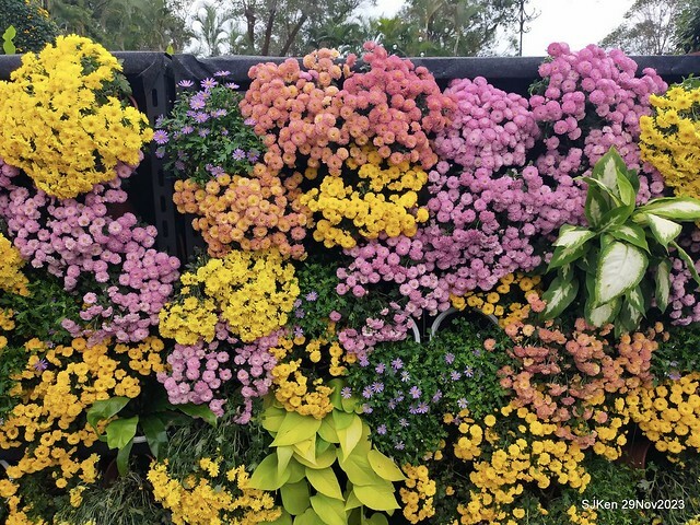 「2023士林官邸菊展 」(Shlin Residence Chryanthemum Festival ) series 7-2 , the exhibition is from Nov 24 to Dec 10, 2023 at Taipei, Taiwan.