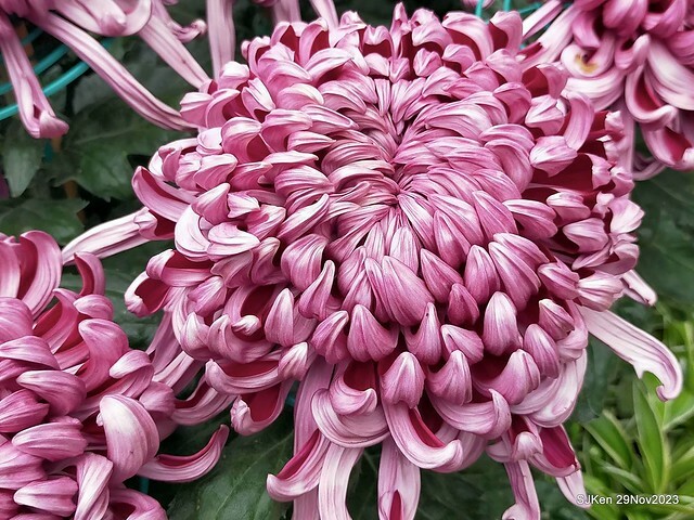 「2023士林官邸菊展 」(Shlin Residence Chryanthemum Festival ) series 7-1 , the exhibition is from Nov 24 to Dec 10, 2023 at Taipei, Taiwan.