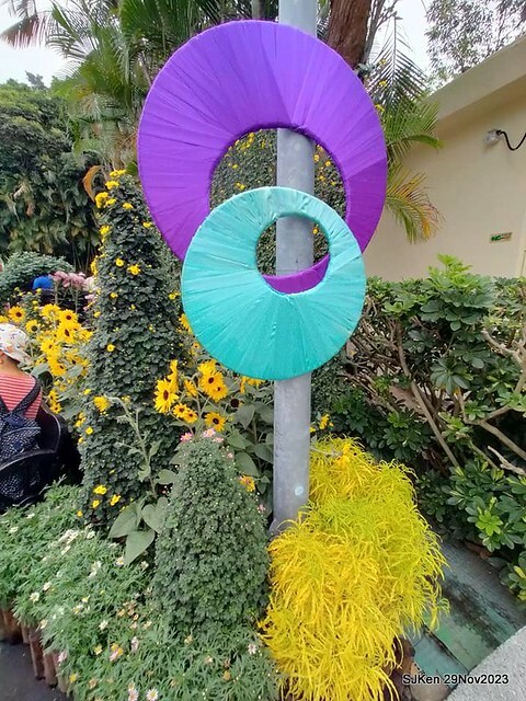 「2023士林官邸菊展 」(Shlin Residence Chryanthemum Festival ) series 7-2 , the exhibition is from Nov 24 to Dec 10, 2023 at Taipei, Taiwan.