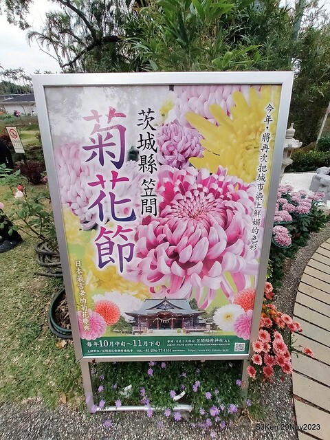 「2023士林官邸菊展 」(Shlin Residence Chryanthemum Festival ) series 7-2 , the exhibition is from Nov 24 to Dec 10, 2023 at Taipei, Taiwan.