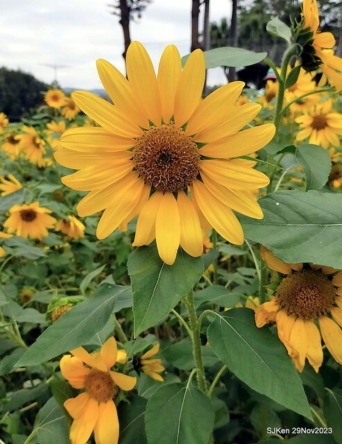 「2023士林官邸菊展 」(Shlin Residence Chryanthemum Festival ) series 7-1 , the exhibition is from Nov 24 to Dec 10, 2023 at Taipei, Taiwan.