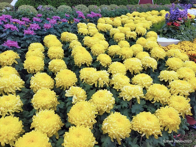 「2023士林官邸菊展 」(Shlin Residence Chryanthemum Festival ) series 7-1 , the exhibition is from Nov 24 to Dec 10, 2023 at Taipei, Taiwan.