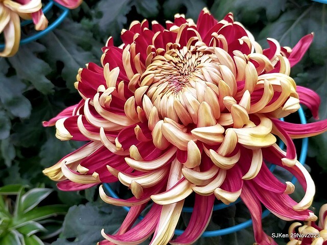 「2023士林官邸菊展 」(Shlin Residence Chryanthemum Festival ) series 7-1 , the exhibition is from Nov 24 to Dec 10, 2023 at Taipei, Taiwan.