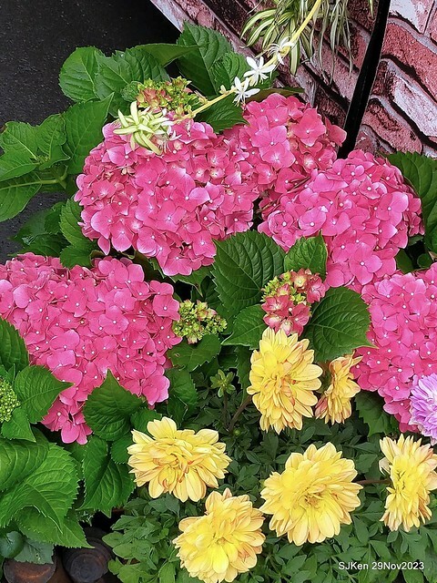 「2023士林官邸菊展 」(Shlin Residence Chryanthemum Festival ) series 7-2 , the exhibition is from Nov 24 to Dec 10, 2023 at Taipei, Taiwan.