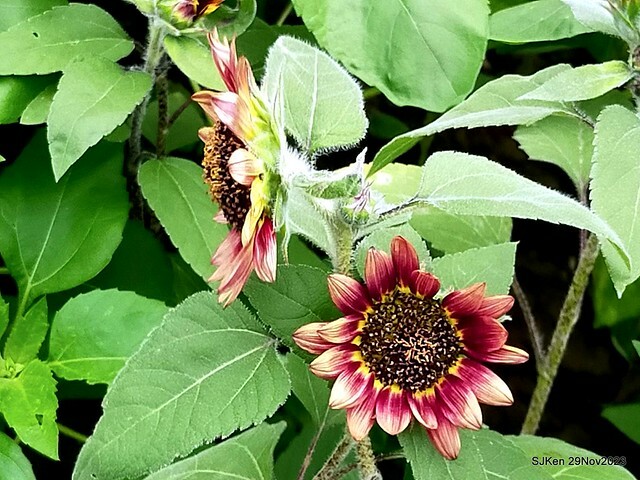 「2023士林官邸菊展 」(Shlin Residence Chryanthemum Festival ) series 7-1 , the exhibition is from Nov 24 to Dec 10, 2023 at Taipei, Taiwan.