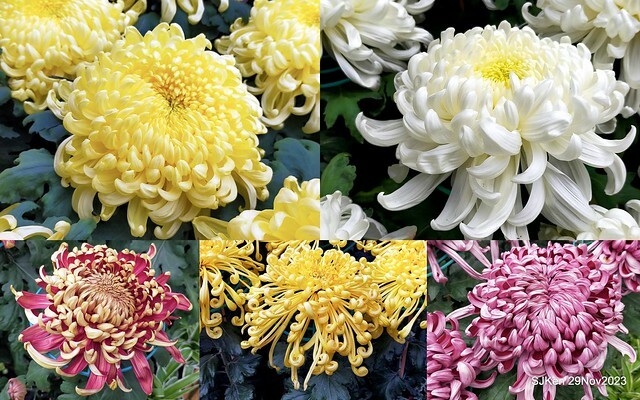 「2023士林官邸菊展 」(Shlin Residence Chryanthemum Festival ) series 7-1 , the exhibition is from Nov 24 to Dec 10, 2023 at Taipei, Taiwan.