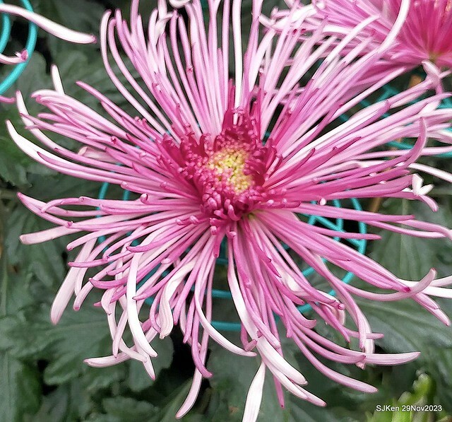 「2023士林官邸菊展 」(Shlin Residence Chryanthemum Festival ) series 7-1 , the exhibition is from Nov 24 to Dec 10, 2023 at Taipei, Taiwan.