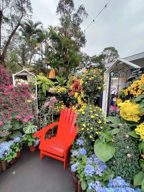 「2023士林官邸菊展 」(Shlin Residence Chryanthemum Festival ) series 7-2 , the exhibition is from Nov 24 to Dec 10, 2023 at Taipei, Taiwan.