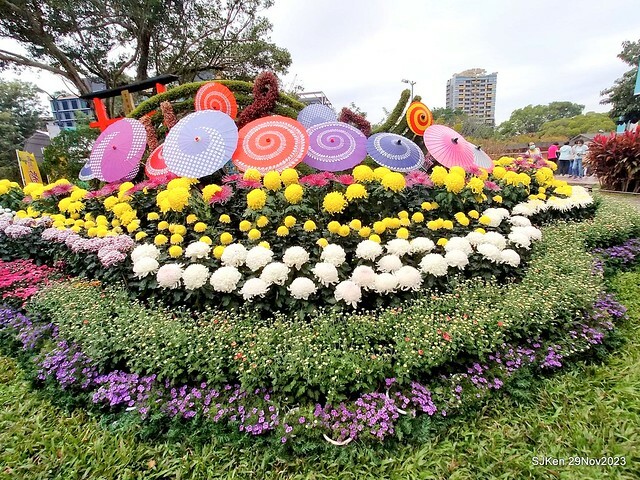 「2023士林官邸菊展 」(Shlin Residence Chryanthemum Festival ) series 7-2 , the exhibition is from Nov 24 to Dec 10, 2023 at Taipei, Taiwan.