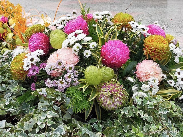 「2023士林官邸菊展 」(Shlin Residence Chryanthemum Festival ) series 7-2 , the exhibition is from Nov 24 to Dec 10, 2023 at Taipei, Taiwan.