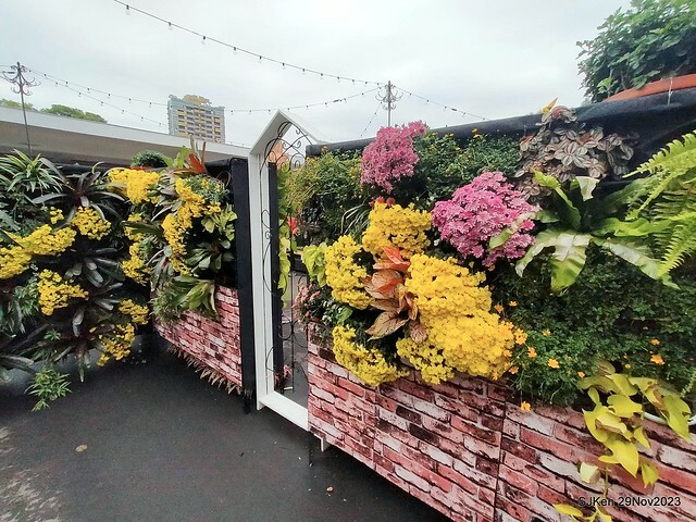 「2023士林官邸菊展 」(Shlin Residence Chryanthemum Festival ) series 7-2 , the exhibition is from Nov 24 to Dec 10, 2023 at Taipei, Taiwan.