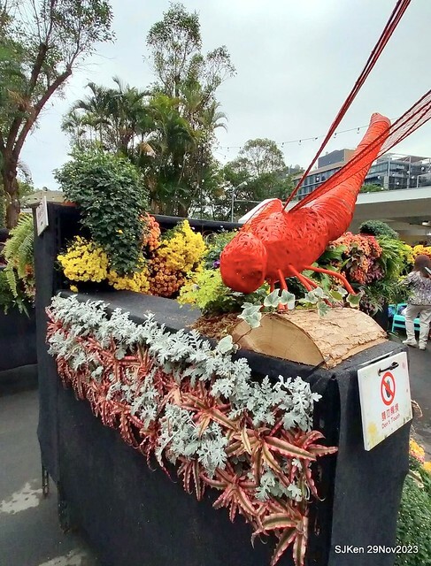 「2023士林官邸菊展 」(Shlin Residence Chryanthemum Festival ) series 7-2 , the exhibition is from Nov 24 to Dec 10, 2023 at Taipei, Taiwan.