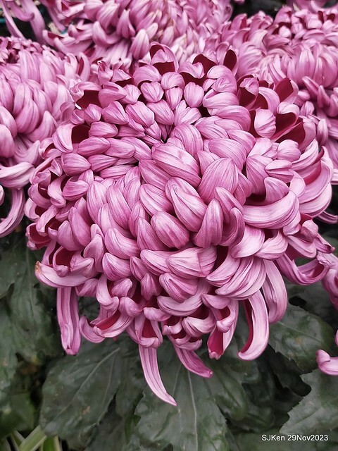 「2023士林官邸菊展 」(Shlin Residence Chryanthemum Festival ) series 7-1 , the exhibition is from Nov 24 to Dec 10, 2023 at Taipei, Taiwan.