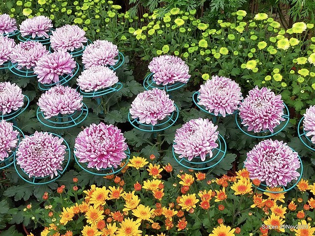 「2023士林官邸菊展 」(Shlin Residence Chryanthemum Festival ) series 7-2 , the exhibition is from Nov 24 to Dec 10, 2023 at Taipei, Taiwan.