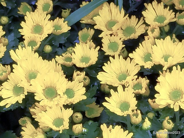 「2023士林官邸菊展 」(Shlin Residence Chryanthemum Festival ) series 7-1 , the exhibition is from Nov 24 to Dec 10, 2023 at Taipei, Taiwan.