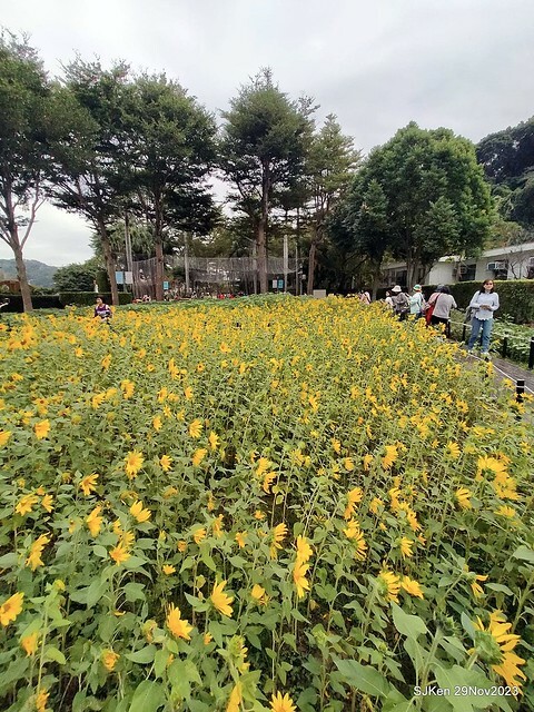 「2023士林官邸菊展 」(Shlin Residence Chryanthemum Festival ) series 7-1 , the exhibition is from Nov 24 to Dec 10, 2023 at Taipei, Taiwan.