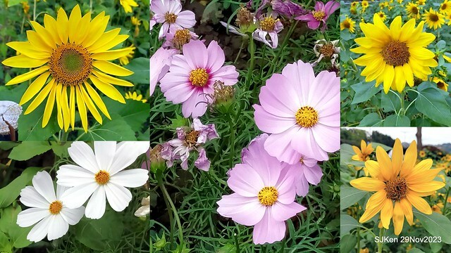 「2023士林官邸菊展 」(Shlin Residence Chryanthemum Festival ) series 7-1 , the exhibition is from Nov 24 to Dec 10, 2023 at Taipei, Taiwan.