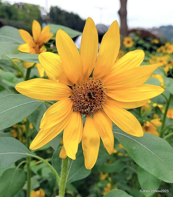 「2023士林官邸菊展 」(Shlin Residence Chryanthemum Festival ) series 7-1 , the exhibition is from Nov 24 to Dec 10, 2023 at Taipei, Taiwan.