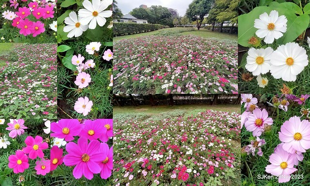 「2023士林官邸菊展 」(Shlin Residence Chryanthemum Festival ) series 7-1 , the exhibition is from Nov 24 to Dec 10, 2023 at Taipei, Taiwan.