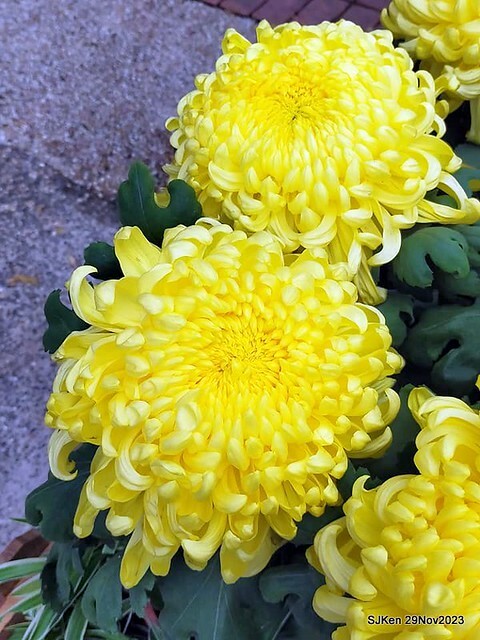 「2023士林官邸菊展 」(Shlin Residence Chryanthemum Festival ) series 7-1 , the exhibition is from Nov 24 to Dec 10, 2023 at Taipei, Taiwan.