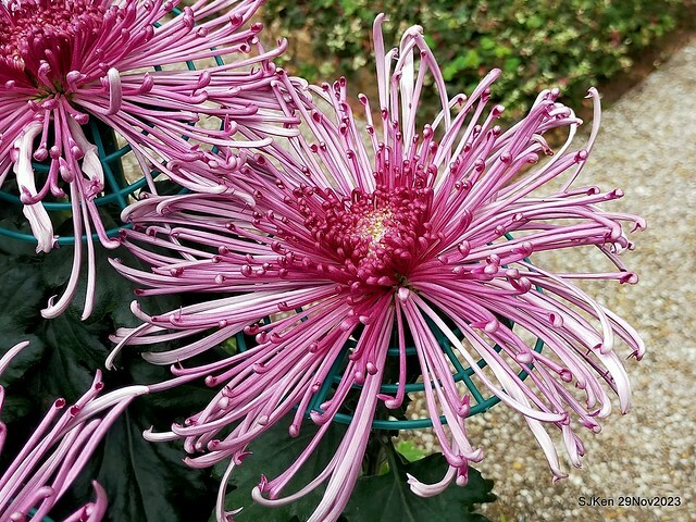 「2023士林官邸菊展 」(Shlin Residence Chryanthemum Festival ) series 7-1 , the exhibition is from Nov 24 to Dec 10, 2023 at Taipei, Taiwan.