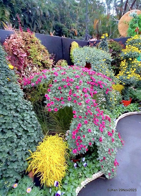 「2023士林官邸菊展 」(Shlin Residence Chryanthemum Festival ) series 7-2 , the exhibition is from Nov 24 to Dec 10, 2023 at Taipei, Taiwan.