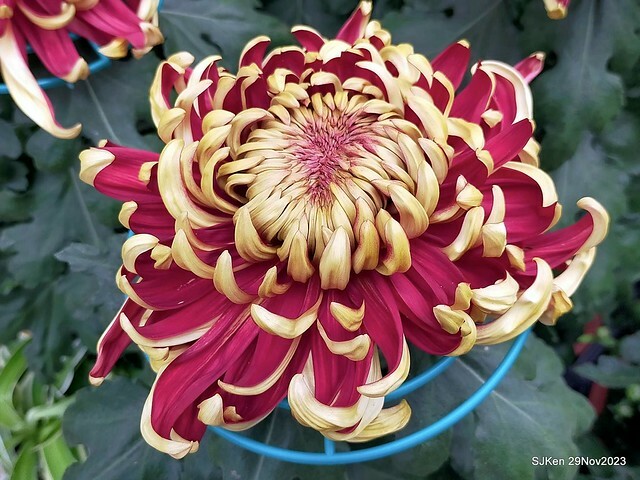 「2023士林官邸菊展 」(Shlin Residence Chryanthemum Festival ) series 7-1 , the exhibition is from Nov 24 to Dec 10, 2023 at Taipei, Taiwan.