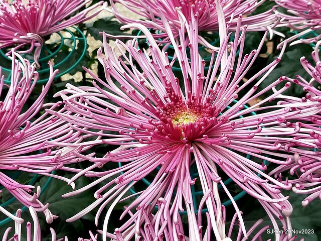 「2023士林官邸菊展 」(Shlin Residence Chryanthemum Festival ) series 7-1 , the exhibition is from Nov 24 to Dec 10, 2023 at Taipei, Taiwan.