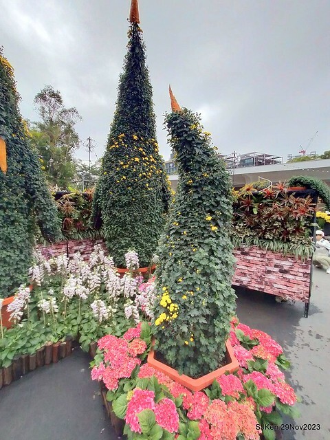 「2023士林官邸菊展 」(Shlin Residence Chryanthemum Festival ) series 7-2 , the exhibition is from Nov 24 to Dec 10, 2023 at Taipei, Taiwan.