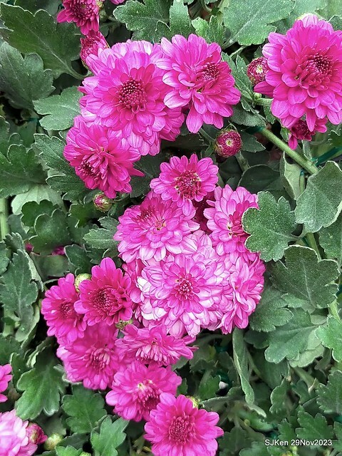 「2023士林官邸菊展 」(Shlin Residence Chryanthemum Festival ) series 7-2 , the exhibition is from Nov 24 to Dec 10, 2023 at Taipei, Taiwan.